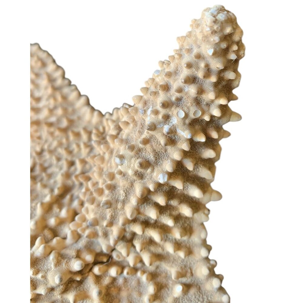Starfish 10” Genuine Dried Ocean Sea Decor - Picture 6 of 10